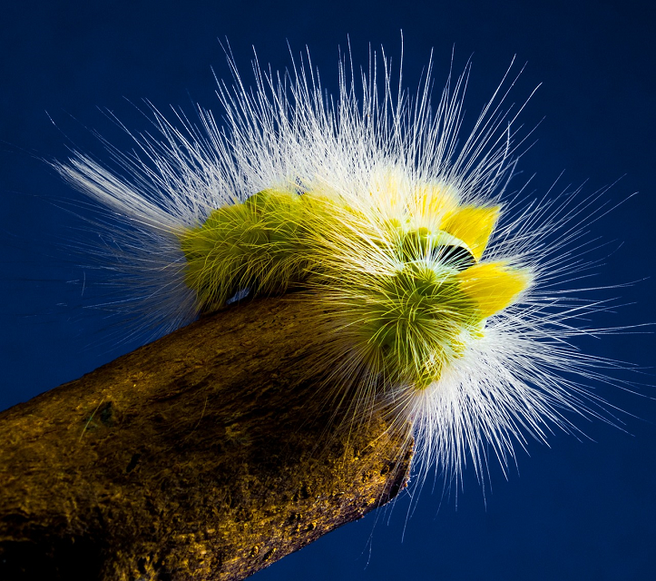 Can a Caterpillar Help Solve Environmental Recycling Problems?