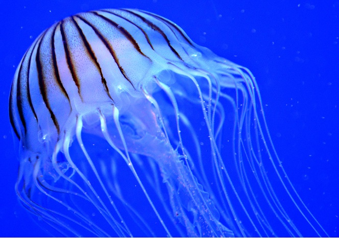 Having Worry-free Beach Fun: How to Avoid Jellyfish and Treat Stings