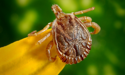 3 Natural Remedies You Can Use to Help Prevent Lyme Disease This Summer