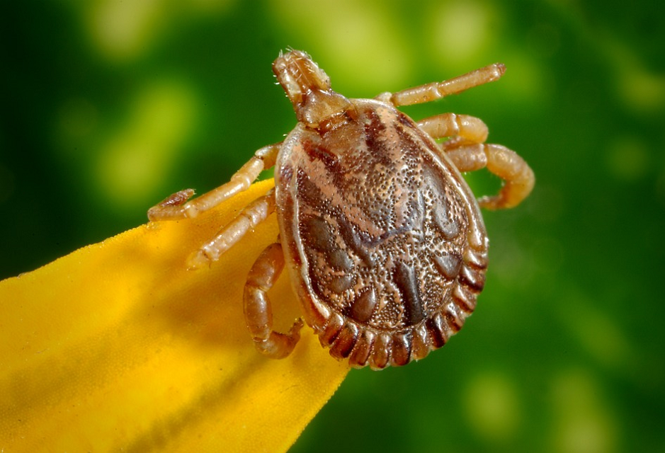 3 Natural Remedies You Can Use to Help Prevent Lyme Disease This Summer