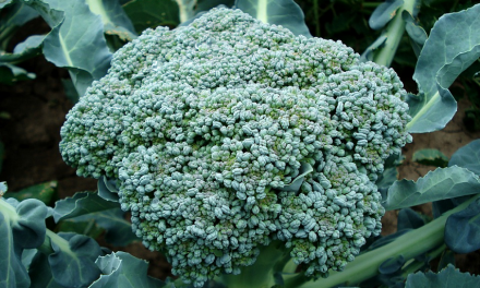 Could a Chemical in Broccoli Help Treat Diabetes Mellitus?