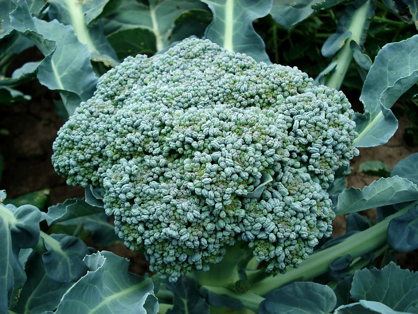 Could a Chemical in Broccoli Help Treat Diabetes Mellitus?