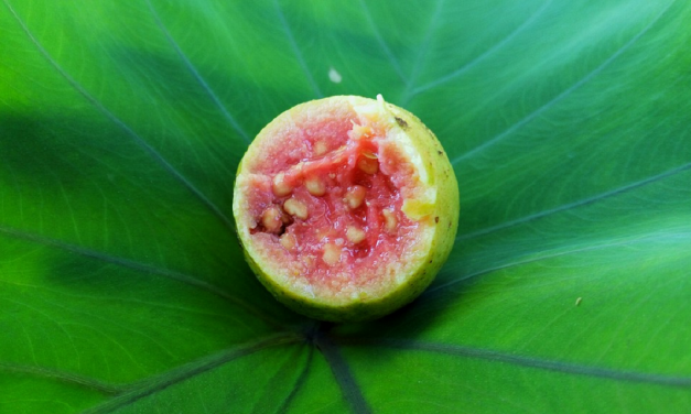 Can Drinking Guava Juice Help Treat Diabetes Mellitus?